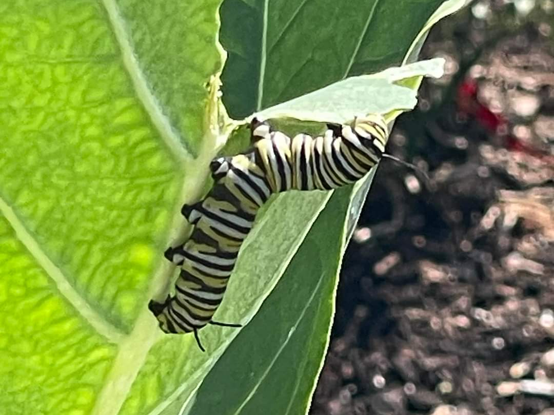 FB_IMG_1699206264940 (1)