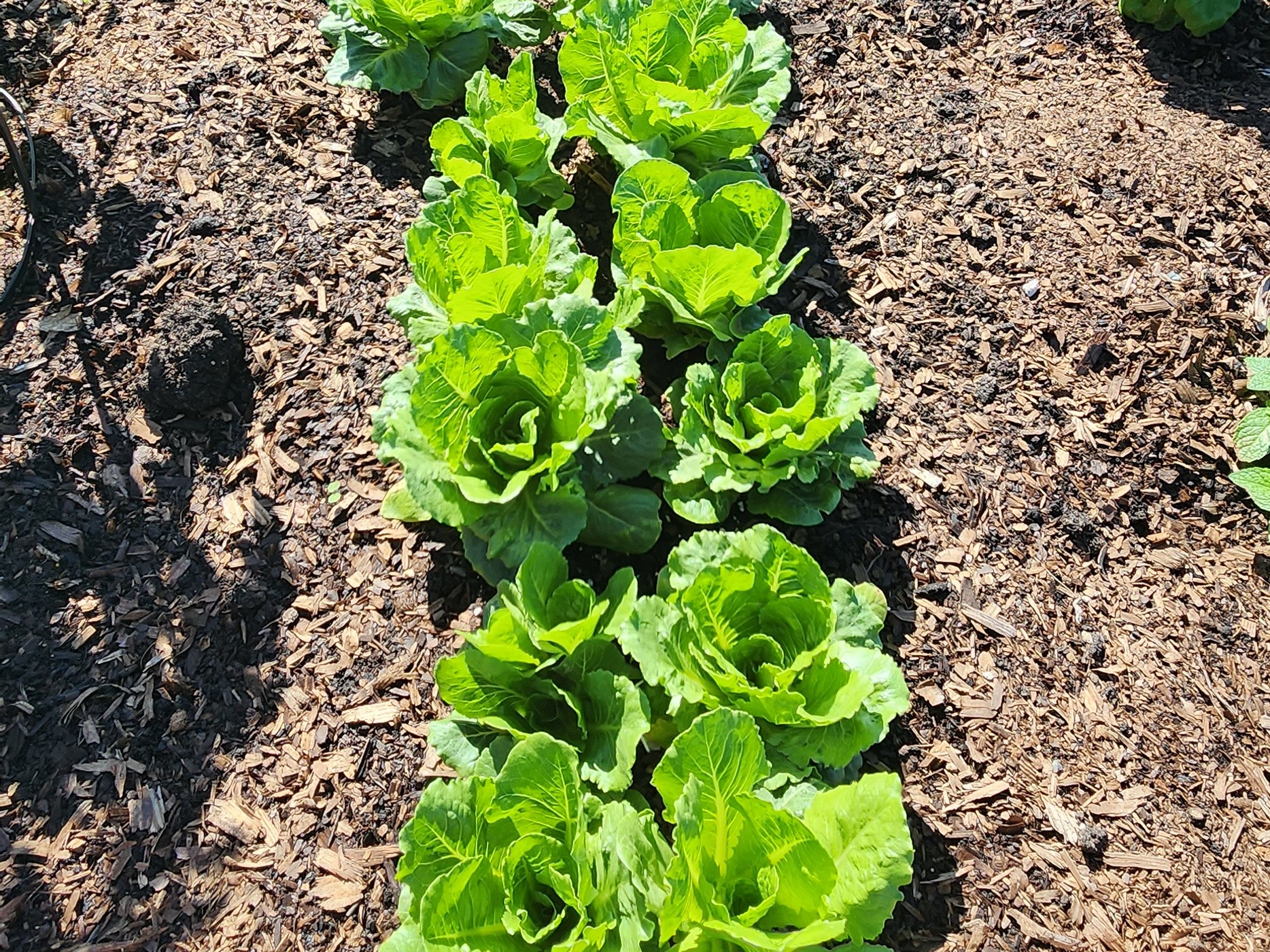 community garden 3 (1)