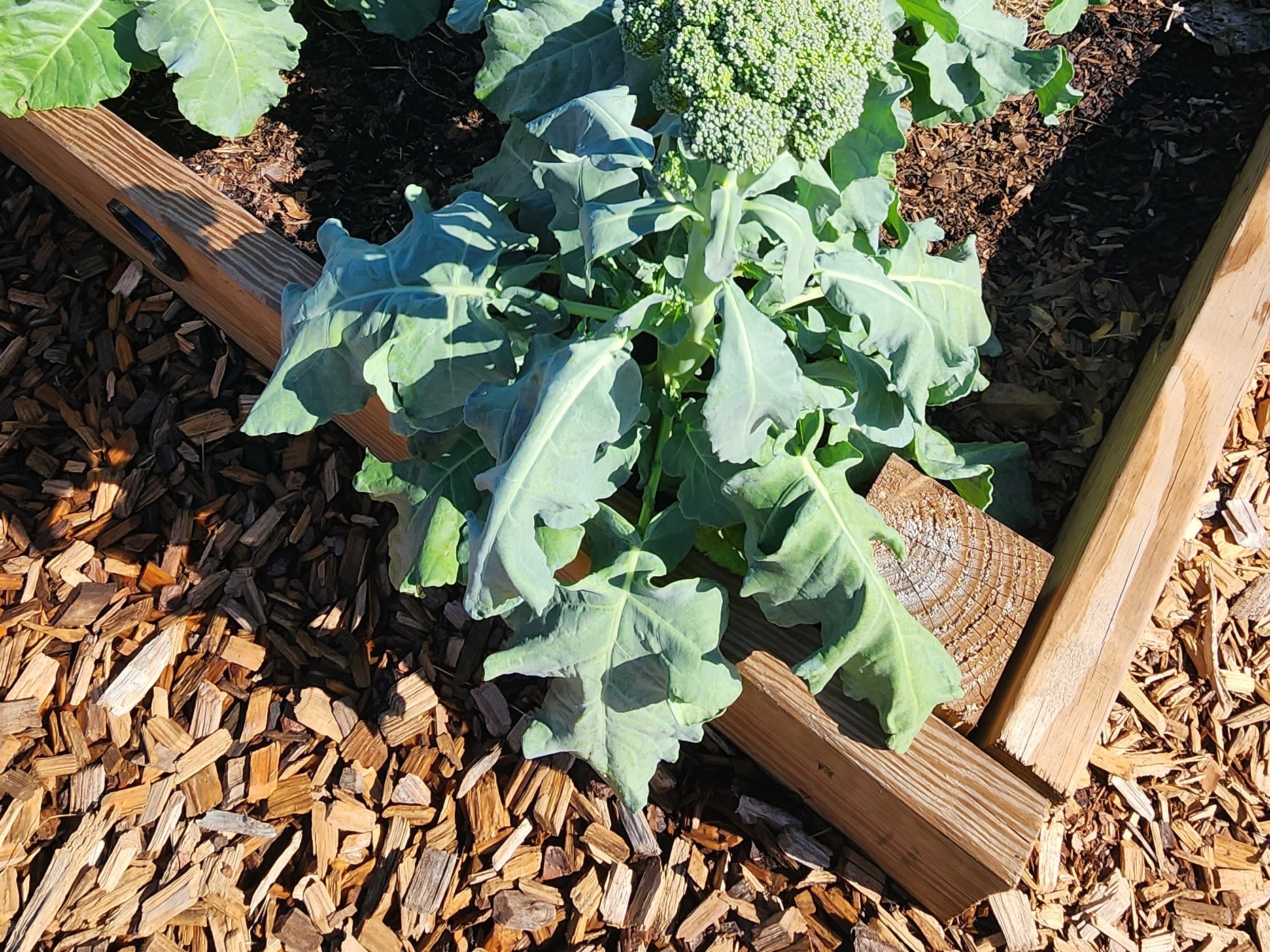 community garden 5 (2) (1)