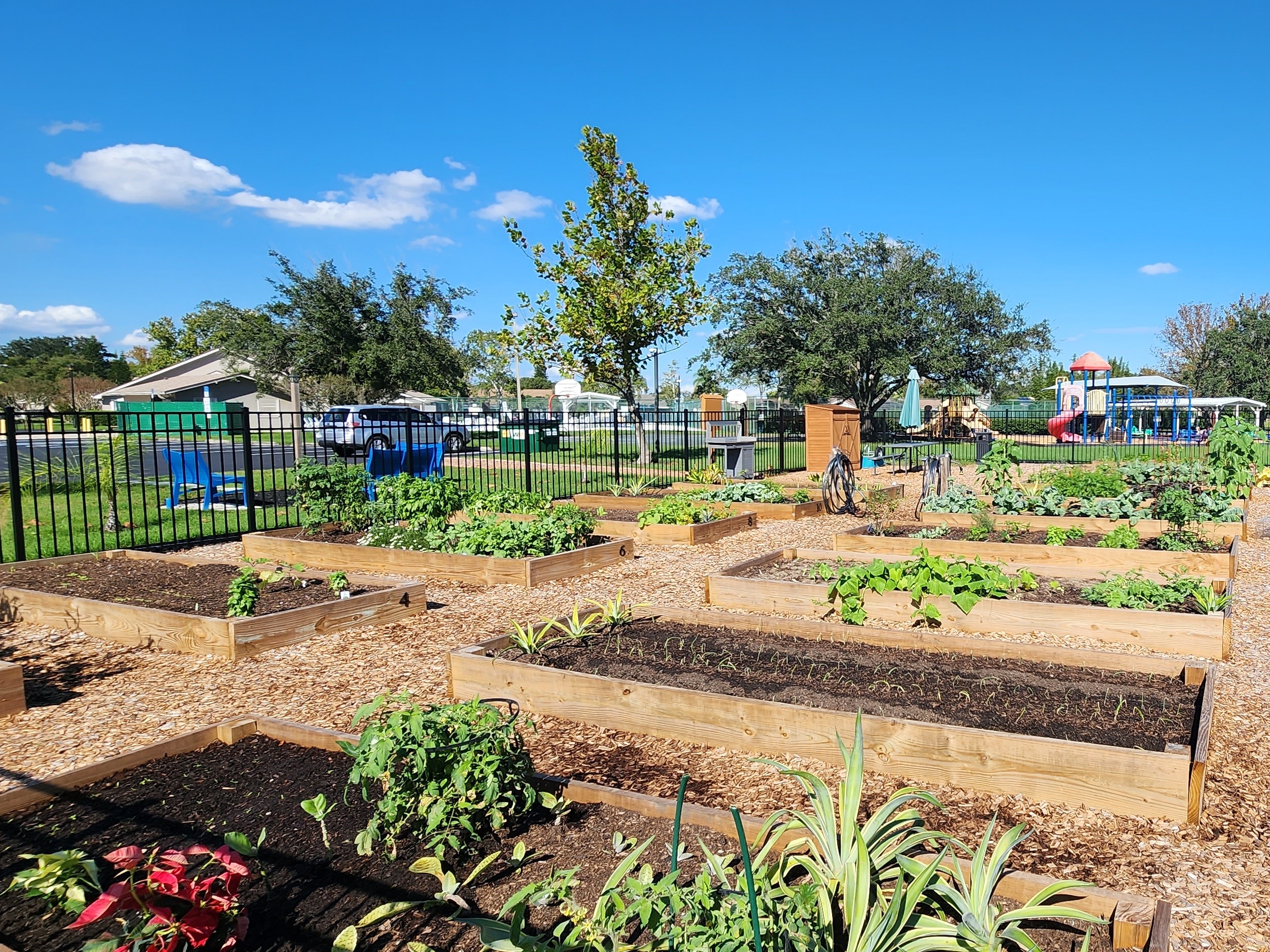 community garden 7 (1)